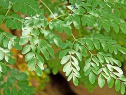 Kelor Kini Jadi Primadona