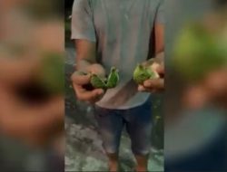 Rumah korban penganiayaan Aditya Hasibuan diteror, dilempar air bunga, jeruk purut hingga batu