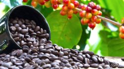 Banyak yang belum tahu, ini 5 perbedaan kopi arabika dan robusta