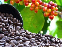 Miliki Aroma Khas, Kopi Flores Bawa Indonesia ke Pentas Dunia