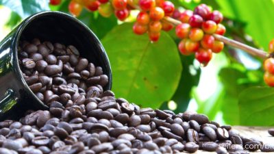 Banyak yang belum tahu, ini 5 perbedaan kopi arabika dan robusta