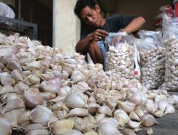 HIPMI Soroti Dugaan Mafia Perizinan Impor Bawang Putih