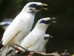 Nyaris Punah, Kini Si Jalak Bali Mulai Kembali