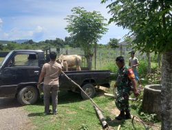 Kapolsek Meureudu Tangkap Pelaku Pencurian Sapi