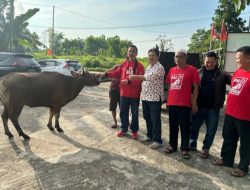 Hari Raya Idul Adha, DPW PSI Kalbar Salurkan Hewan Kurban Sapi Untuk Warga