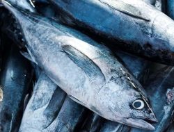 Mesir Pasar Potensial Produk Perikanan dan Hasil Laut Indonesia 