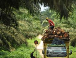 Cuan di Balik Hilirisasi Industri Kelapa Sawit