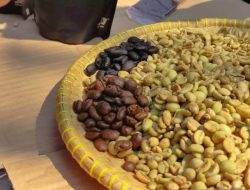 Kopi Liberika Sendoyan identitas kopi Kalimantan Barat.