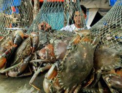 Kepiting Bakau Maluku Tembus Pasar ASEAN