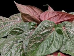 Daun Sirih Merah, Tanaman Tropis dengan Banyak Manfaat Herbal