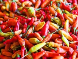 Ada BAPANAS kenapa Harga Cabe Rawit Selalu Naik?