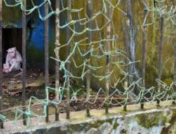 Soal investasi Medan Zoo, Raffi Ahmad minta maaf pada Bobby