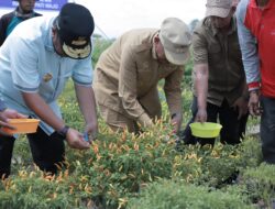 Bersama Pj Gubernur Sulsel dan Kapolda Sulsel Panen Perdana Cabe, Bupati Wajo Sebut Lowa Sentra Penghasil Cabe