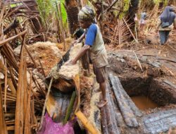 Menyemai  Harapan Masyarakat Papua, Mandiri Pangan dan Ekonomi Melalui Sagu