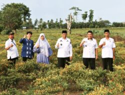 Peduli, Bupati Wajo Bantu Selamatkan Pertanaman Cabai Petani Saat El-Nino
