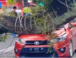 Pohon tumbang timpa 4 mobil mewah di Medan
