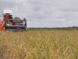 Produksi beras Indonesia diprediksi “membengkak” hingga tembus 35 juta ton