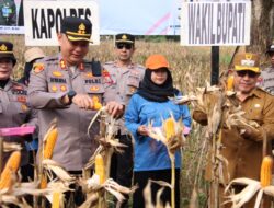 Polres Sumenep Gelar Panen Raya Jagung Serentak Dukung Ketahanan Pangan Nasional