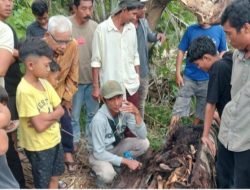 Terkait kerangka manusia dalam pohon aren di Sergai, 8 saksi diperiksa