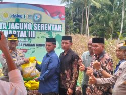 Subulussalam Gelar Panen Raya Jagung, Dorong Swasembada Pangan