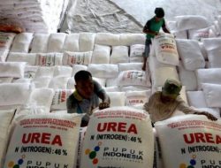 Mentan Amran Sulaiman Pastikan Stok Pupuk Subsidi Aman, Swasembada Beras Dapat Terwujud Tahun Ini