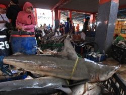 Mengapa daging ikan hiu tidak baik untuk dikonsumsi?