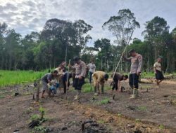 Polsek Kuala Behe Gencar Lakukan Penanaman Jagung di Desa Wilayah Kecamatan Kuala Behe
