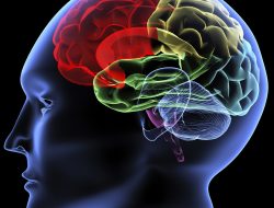 Dunia Terlihat Sebagaimana Otak Menafsirkannya: Menciptakan Peta Batin yang Selaras Dengan Kehidupan