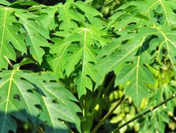 Terkenal pahit, ini 6 khasiat daun pepaya yang jarang diketahui