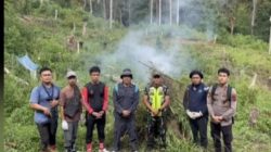 BNN temukan 3 ha ladang ganja di Sumut, 30 ton ganja dimusnahkan