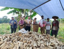 Bhabinkamtibmas Polsek Menyuke Bersama Masyarakat Panen Perdana Jagung di Dusun Sekibul Menyuke