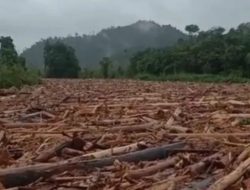 Jutaan kubik kayu gelondongan sumbat aliran air Sungai Batang Toru arah ke laut