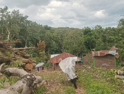 Angin Kencang, Rumah Warga Didesa Leraboleng Tertimpa Pohon.