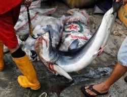 Waspadai 10 ikan mengandung merkuri tinggi, banyak dikonsumsi warga RI