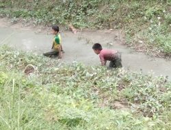 Ikan favorit warga RI ini ternyata menyerap racun dalam air