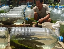 Budidaya ikan gabus dalam galon, modal kecil raup untung besar, dapat dilakukan dengan mudah untuk pemula