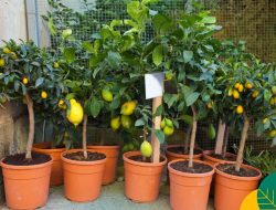 Ciptakan hunian asri dengan pohon buah produktif, sekaligus bisa jadi tanaman hias
