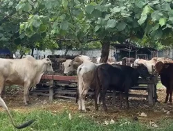 Sapi Tervaksin PMK Pada Triwulan I Di Donggala Capai 1.460 Ekor