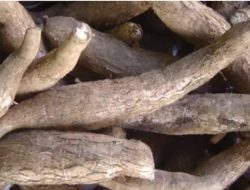 Peneliti: Ubi kayu berpotensi jadi sumber pangan alternatif masa depan