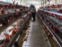Bupati Donggala Instrusikan Peternak Ayam Jaga Kebersihan
