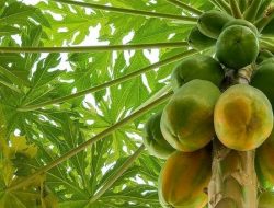 15 jenis pohon buah yang tetap produktif saat kemarau, panen melimpah di segala cuaca