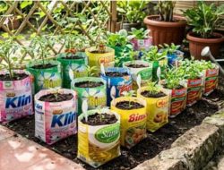 Barang bekas yang bisa jadi polybag untuk kebun Anda, kreatif dan ramah lingkungan!