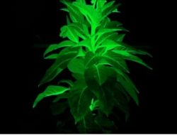 Ilmuwan China bikin tanaman Avatar, bisa menyala gantikan lampu kota