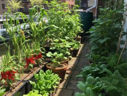 Solusi berkebun praktis di teras sempit, tetap subur tanpa siram setiap hari