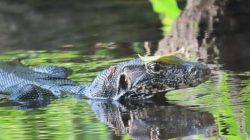 Dari sungai keruh hingga pekarangan kota, biawak air diam-diam menjaga ekosistem