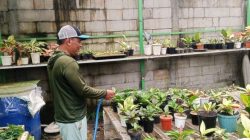 Ismanto tinggalkan profesi satpam, sukses budidaya Mamey Sapote beromzet puluhan juta