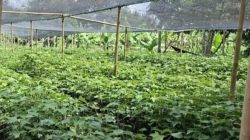 ASN Dairi diwajibkan beli bibit pohon untuk ASRI, dananya diduga diselewengkan Camat Sumbul