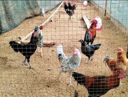 Inovasi model kandang ayam, lantai langsung tanah hemat biaya dan ramah lingkungan