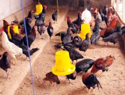 Tips usaha ternak ayam kampung modal Rp 1 juta: Peluang cuan menjanjikan bagi pemula