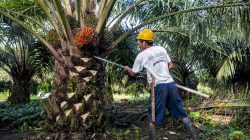 Harga TBS di Landak Anjlok, Pemerintah Ultimatum PKS yang Membeli TBS di Bawah Harga Ketetapan